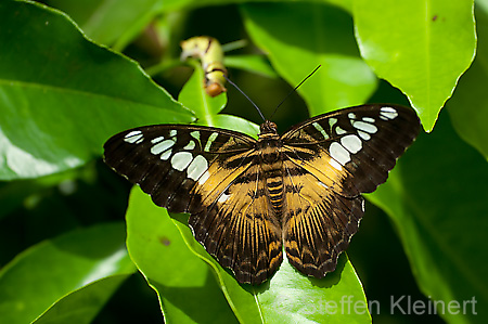 144 Segler - Parthenos sylvia